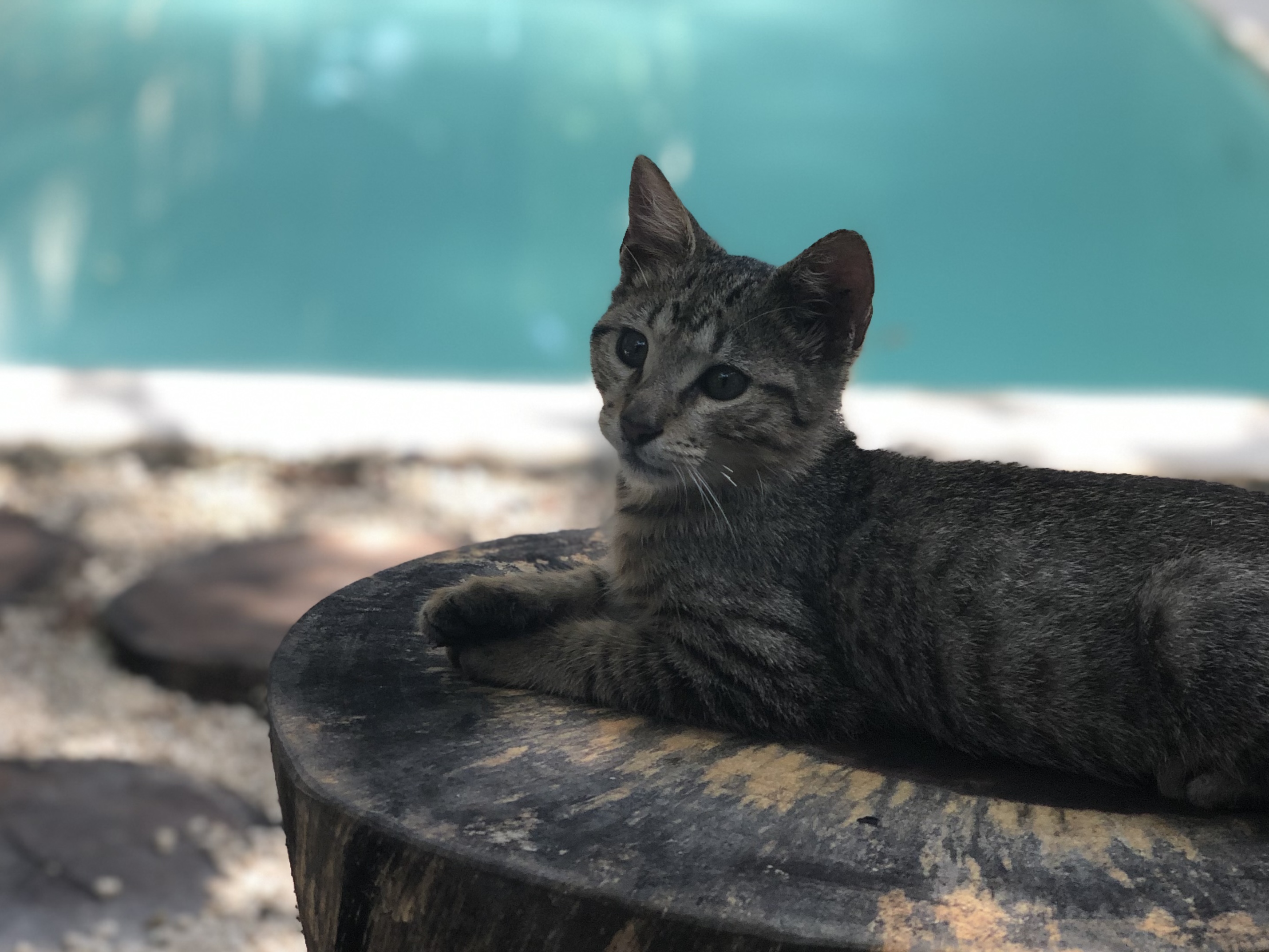 Gato junto a la alberca del alojamiento que acepta mascotas